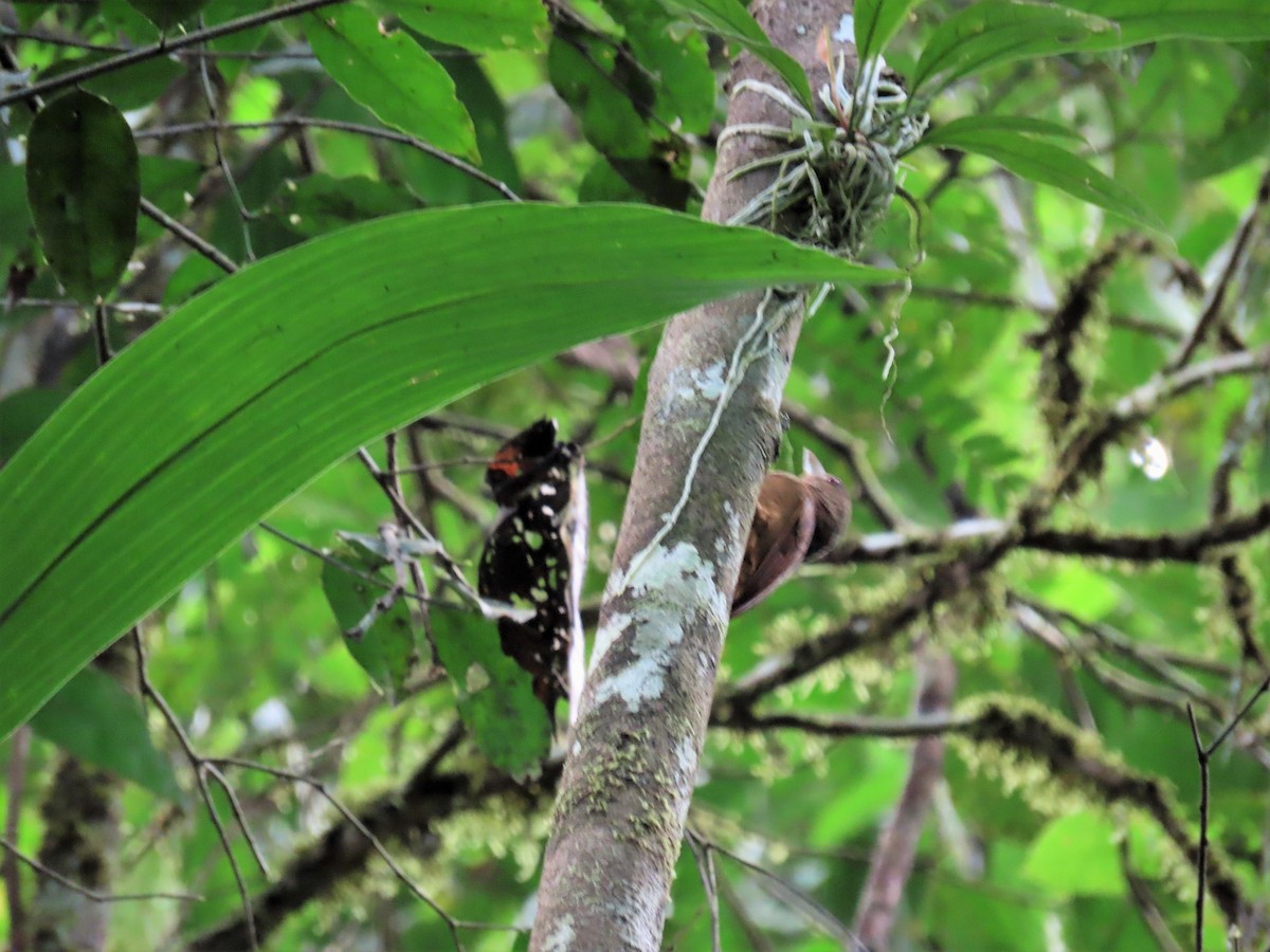 Ocellated Woodcreeper - Randy Morgan