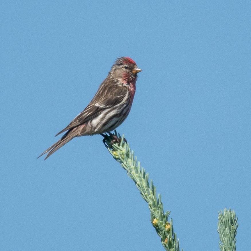Redpoll (Common) - ML602178621