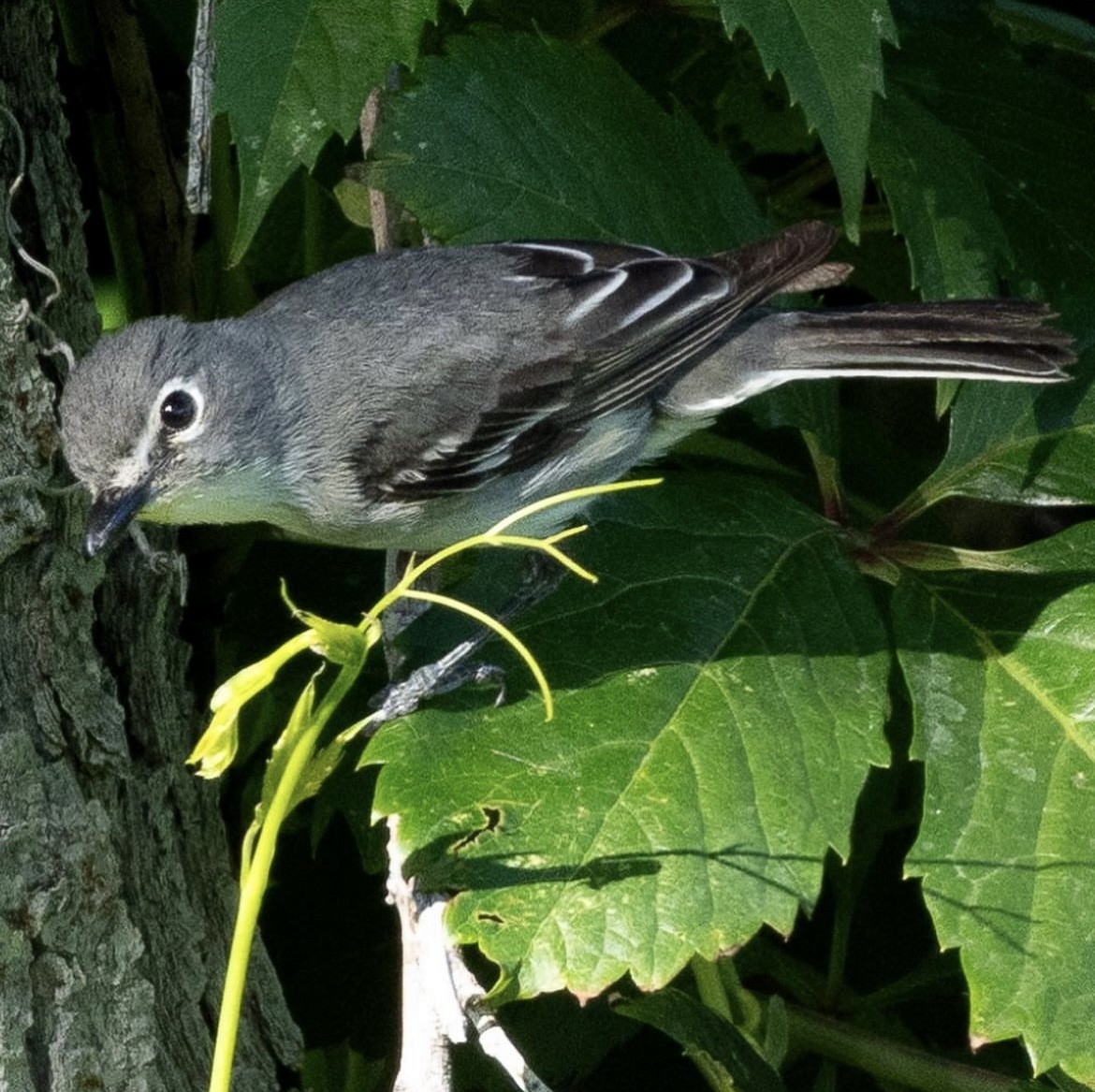 Kurşuni Vireo (plumbeus/gravis) - ML602178751