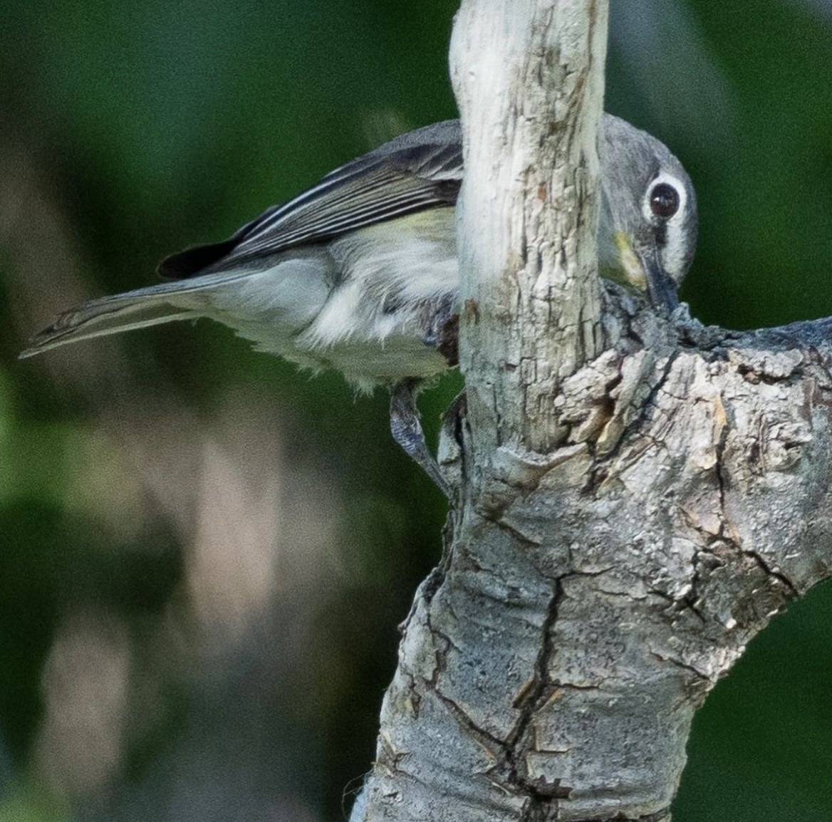 Plumbeous Vireo (Plumbeous) - ML602178761