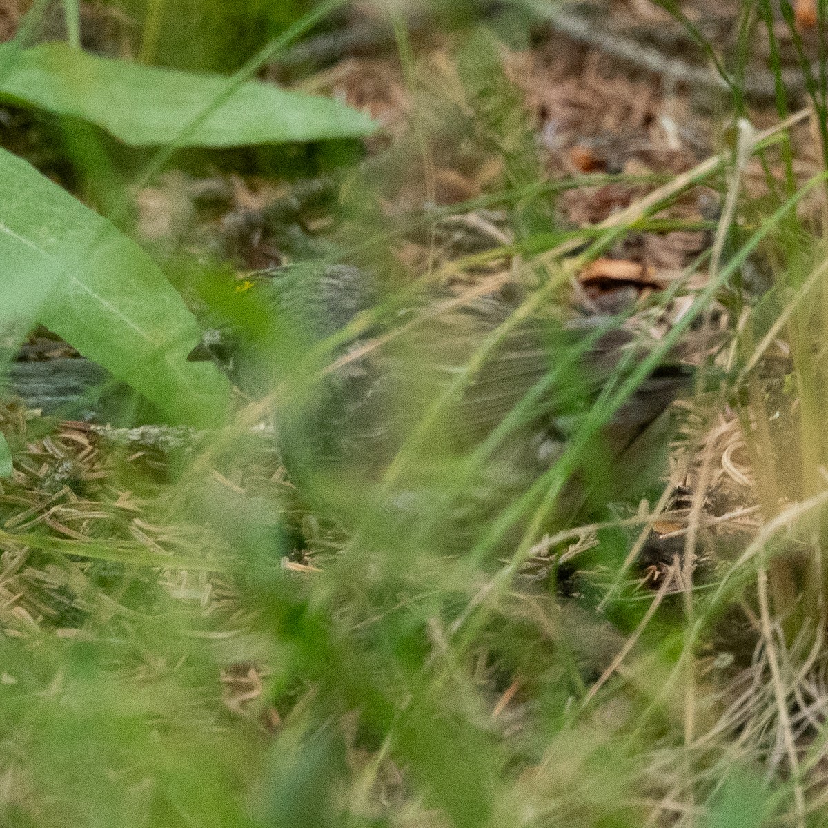 Yellow-rumped Warbler - ML602179871
