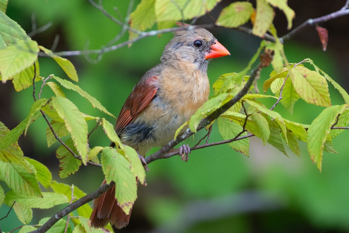 Northern Cardinal - ML602180491