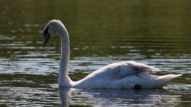 Хуруут хун - ML602180751