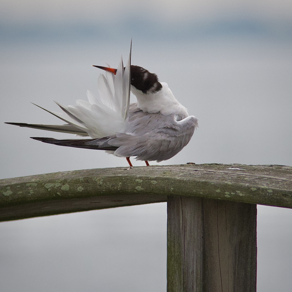 Forster's Tern - ML602181301