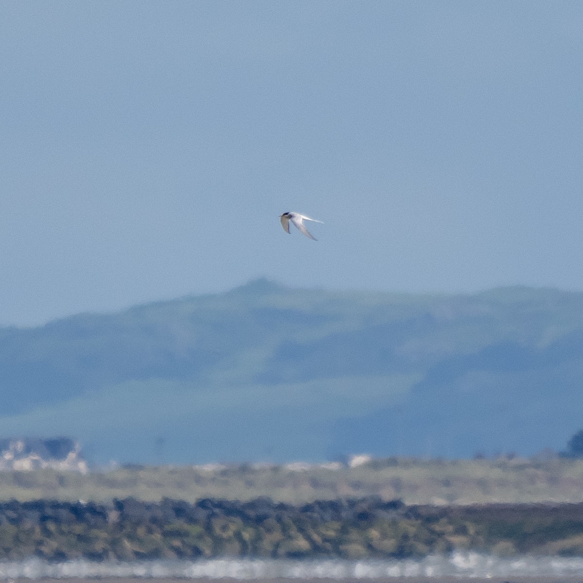 Arctic Tern - Greg Brown