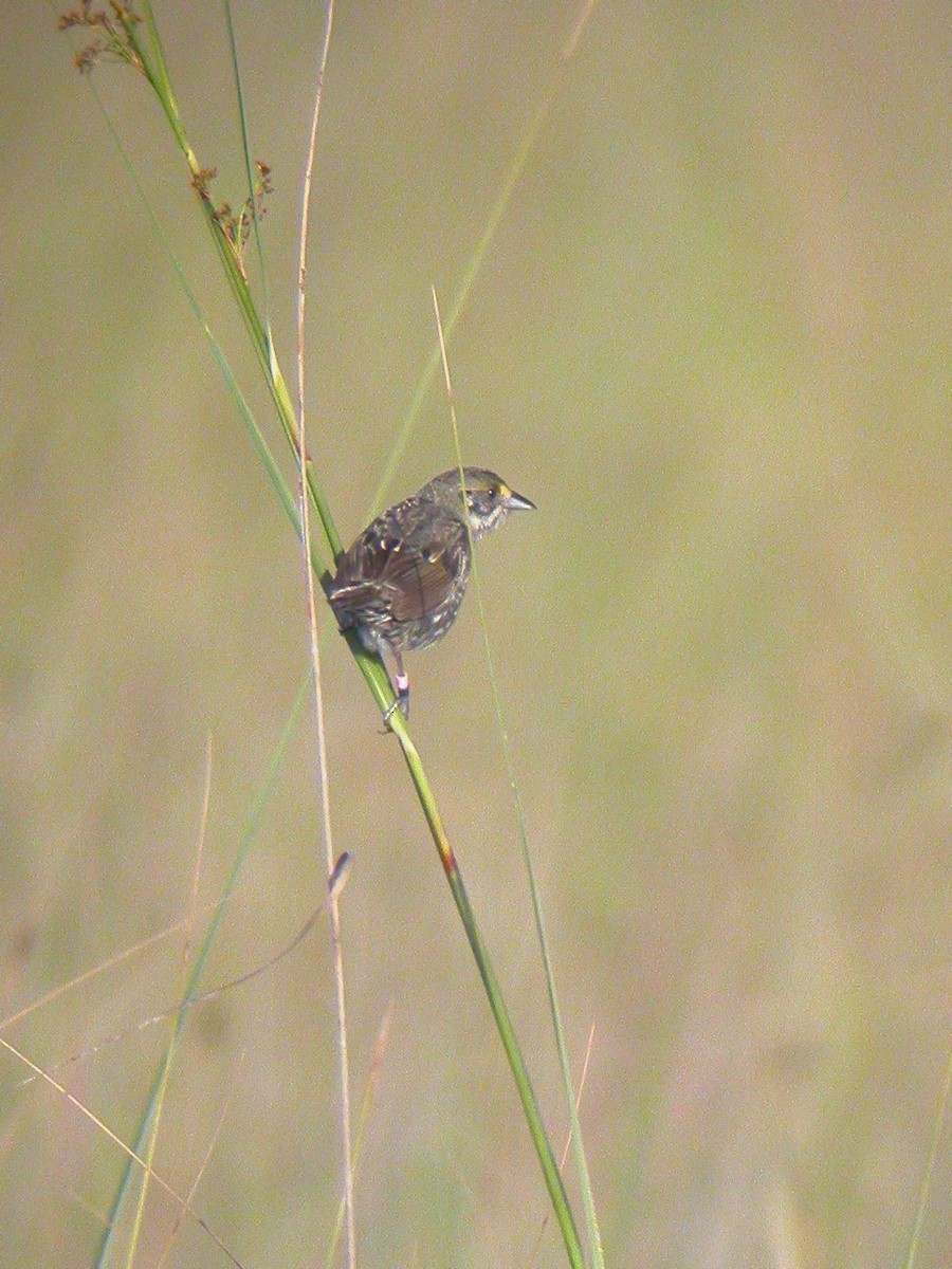 Seaside Sparrow (Cape Sable) - Brennan Mulrooney