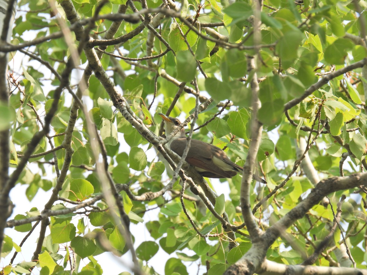 Yellow-billed Cuckoo - ML602183671