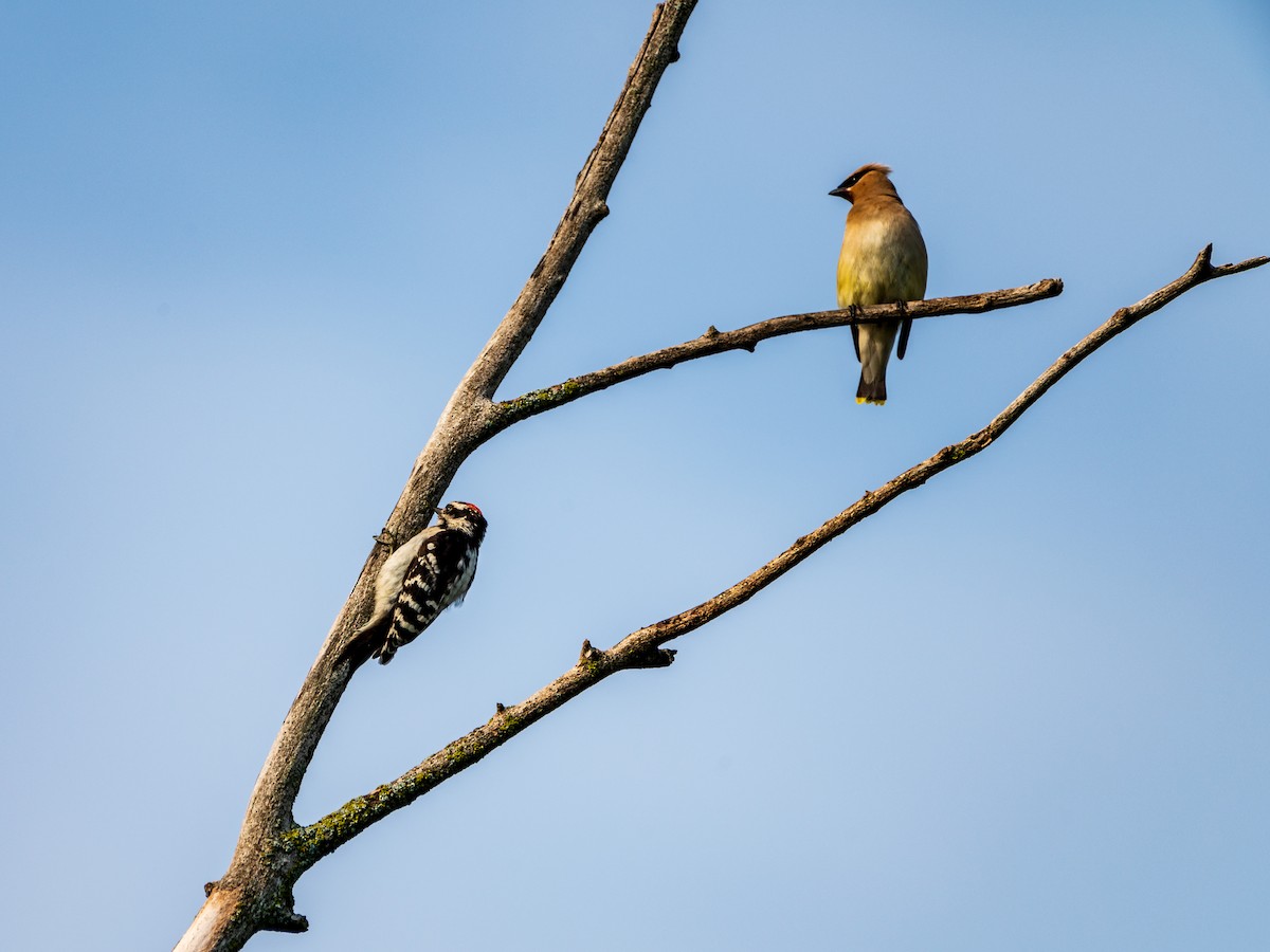 brkoslav americký - ML602184191