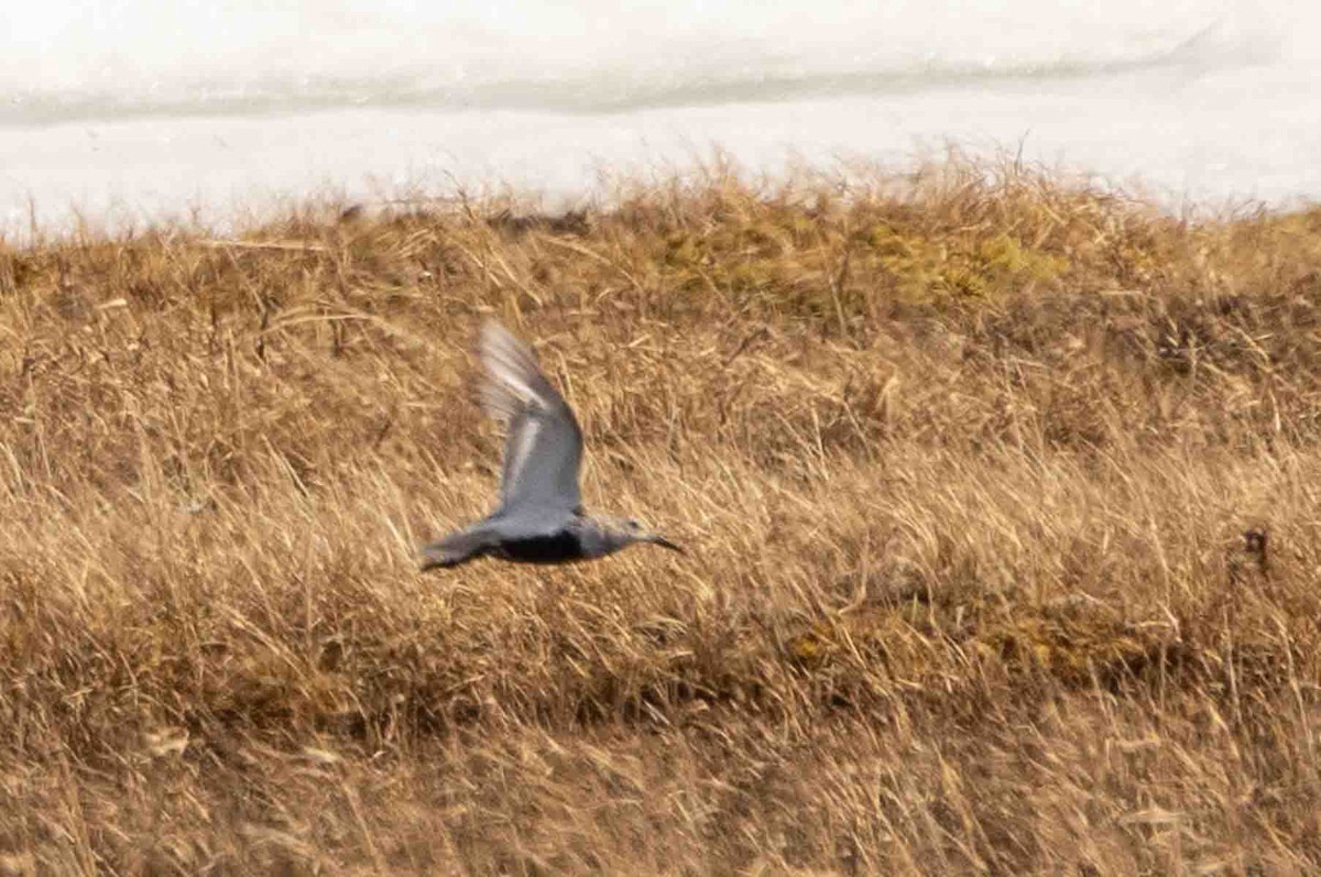 Dunlin - ML602184351