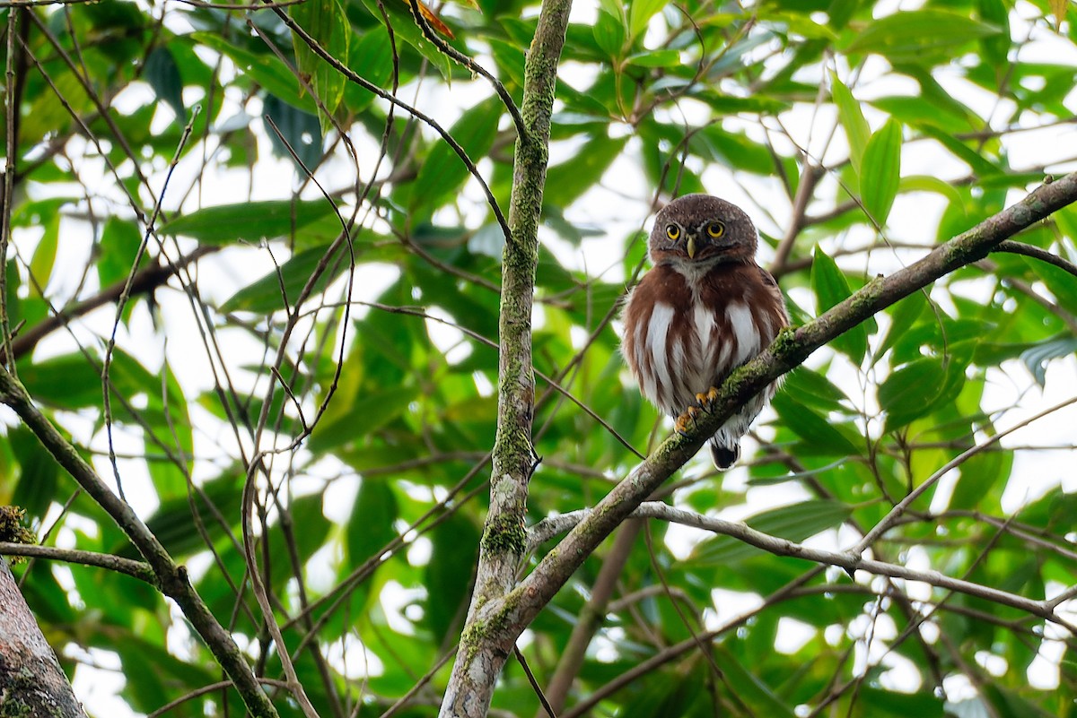 Least Pygmy-Owl - ML602184571
