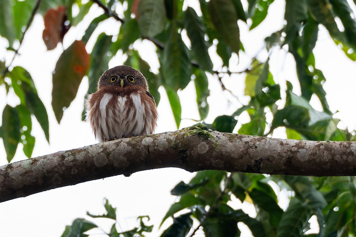 Least Pygmy-Owl - ML602184591