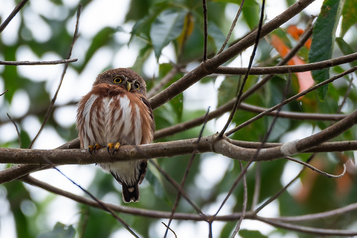 Least Pygmy-Owl - LUCIANO BERNARDES