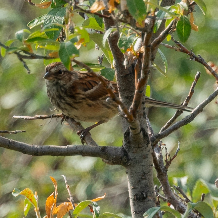 American Tree Sparrow - ML602184931