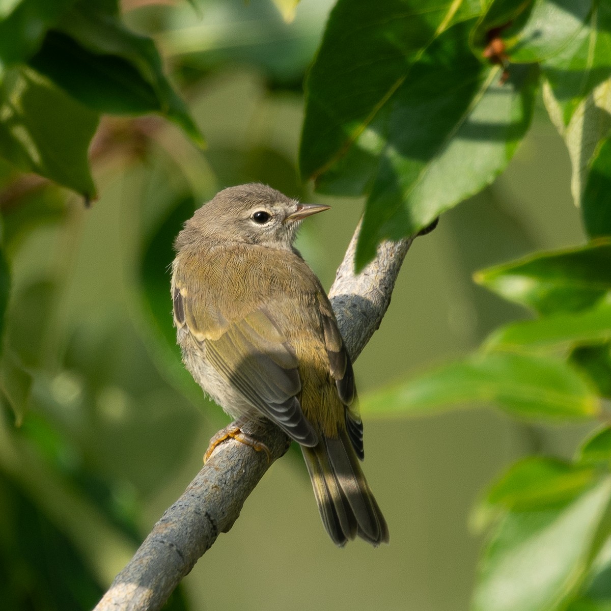 Orange-crowned Warbler - ML602185601