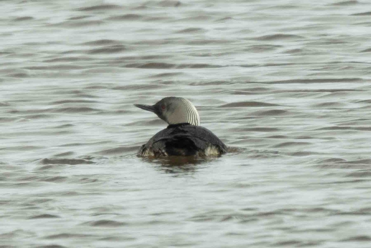 Red-throated Loon - ML602185781