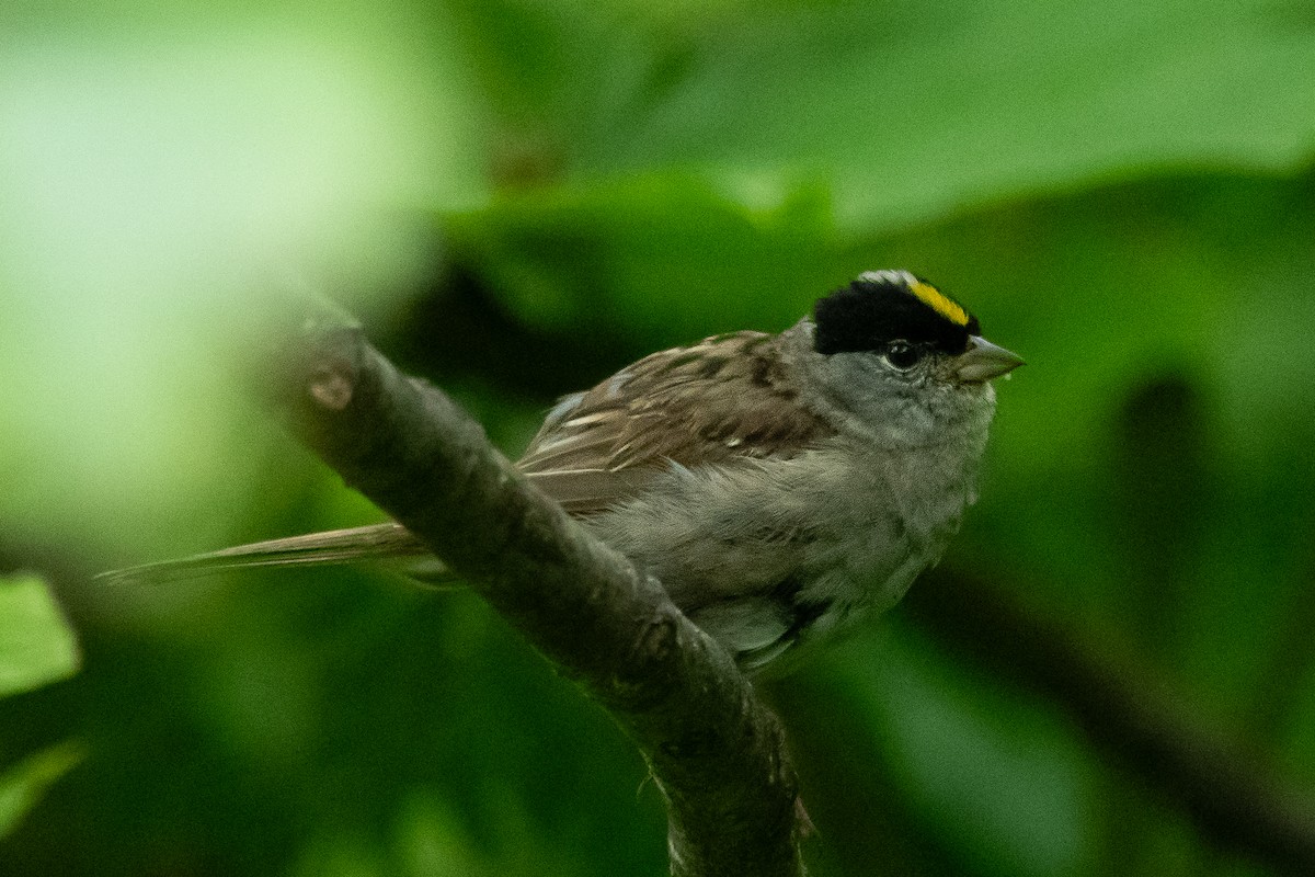 Golden-crowned Sparrow - ML602186371