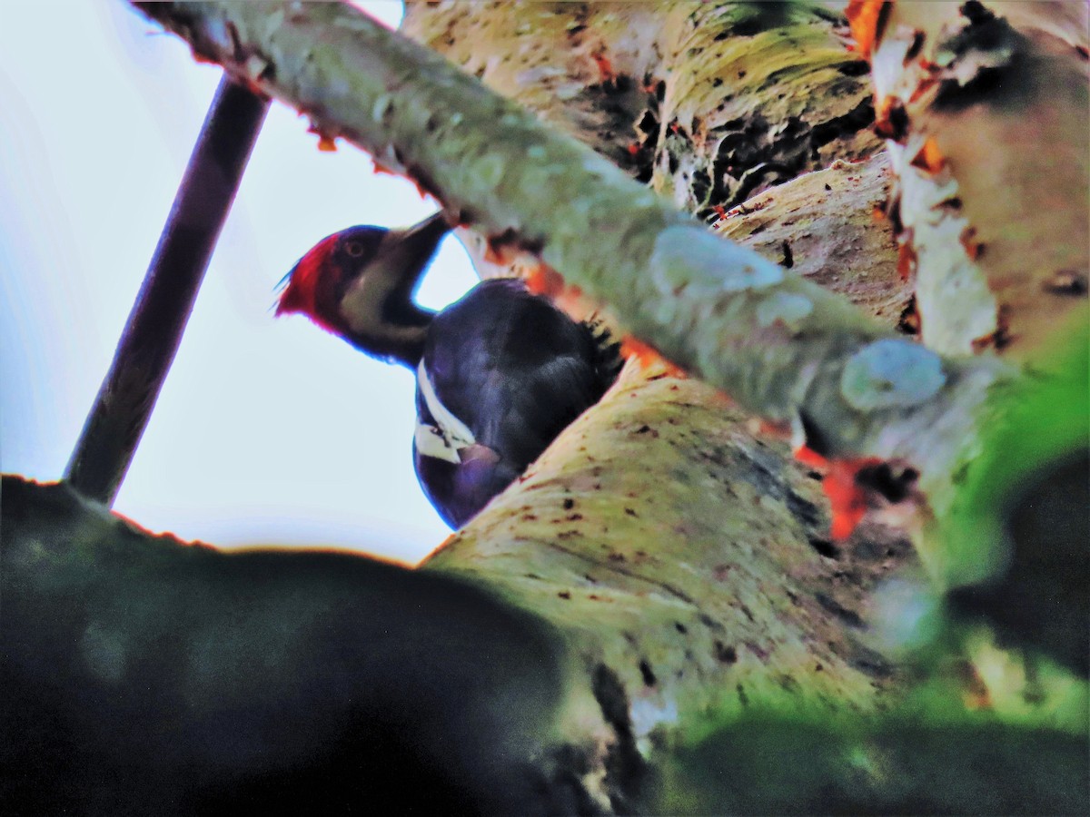 Crimson-crested Woodpecker - Randy Morgan