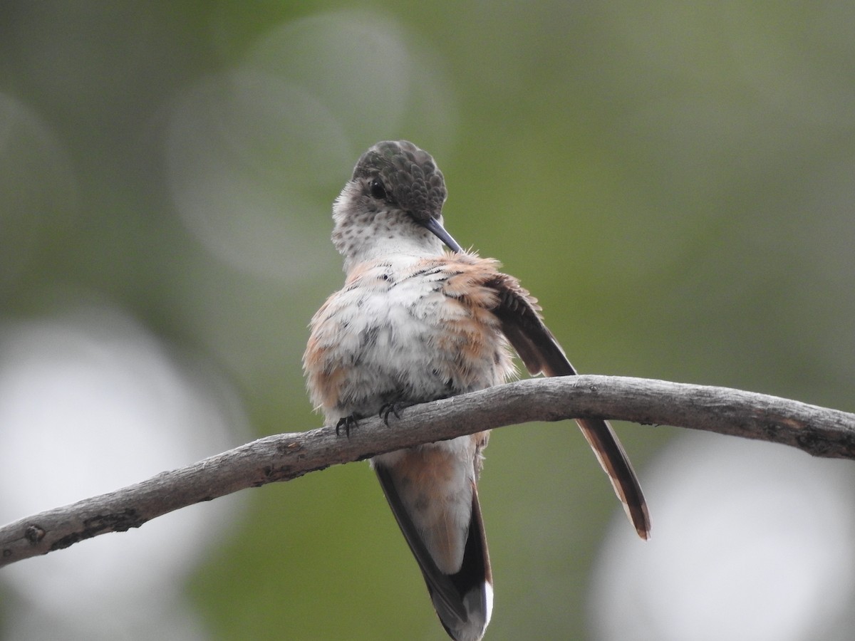 Broad-tailed Hummingbird - ML602187441