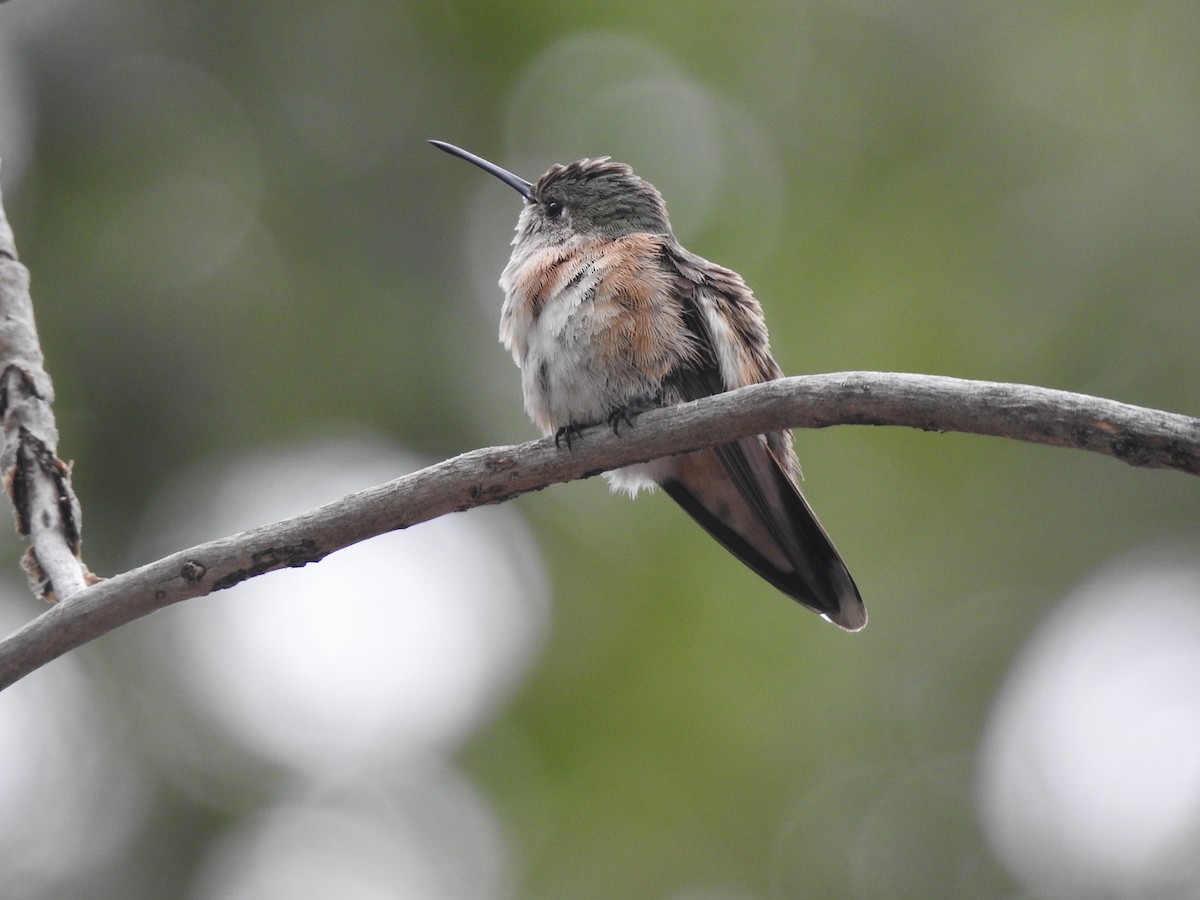 Broad-tailed Hummingbird - ML602187471