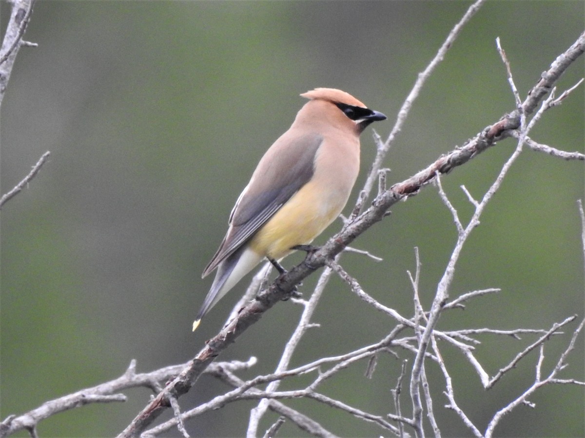 Cedar Waxwing - ML602188101