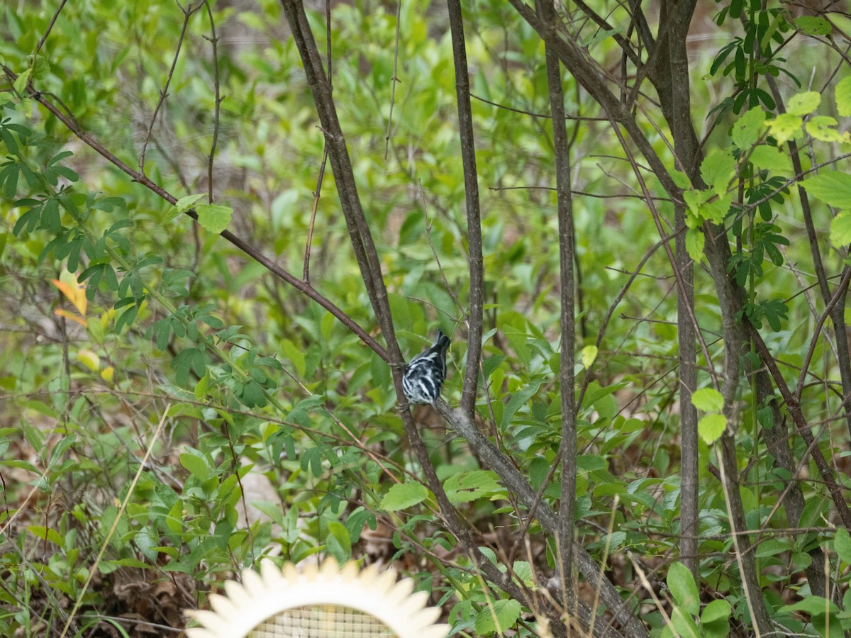 Black-and-white Warbler - Cathy Wooster
