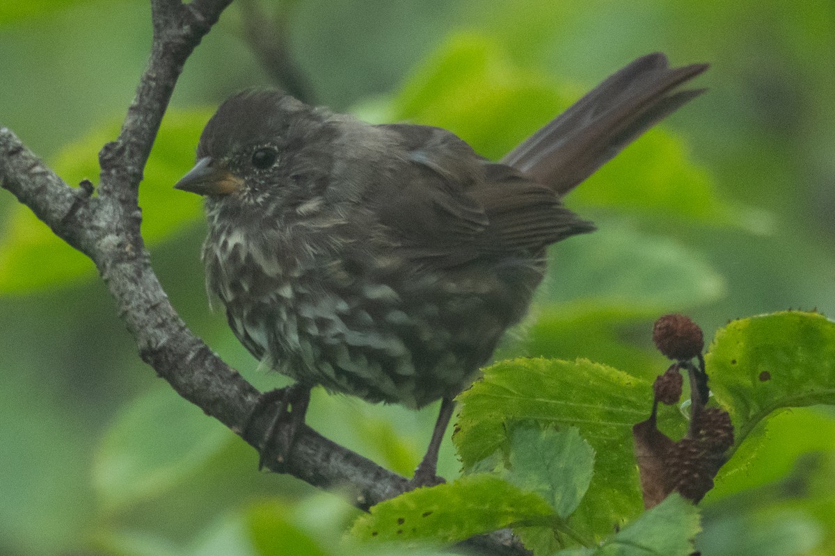 Fox Sparrow (Sooty) - ML602188791