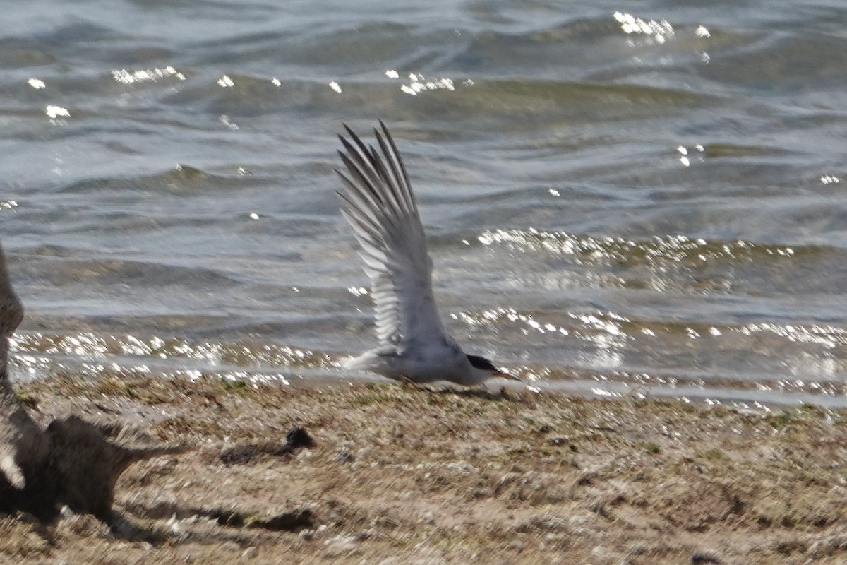 Least Tern - ML602189751