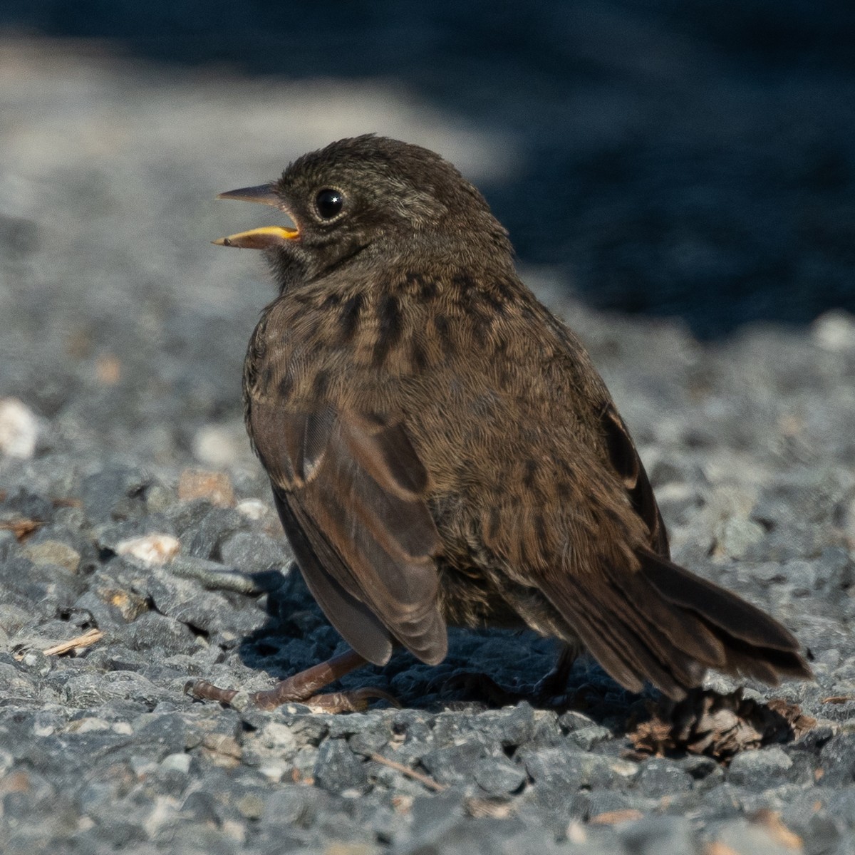 Fox Sparrow (Sooty) - ML602189781