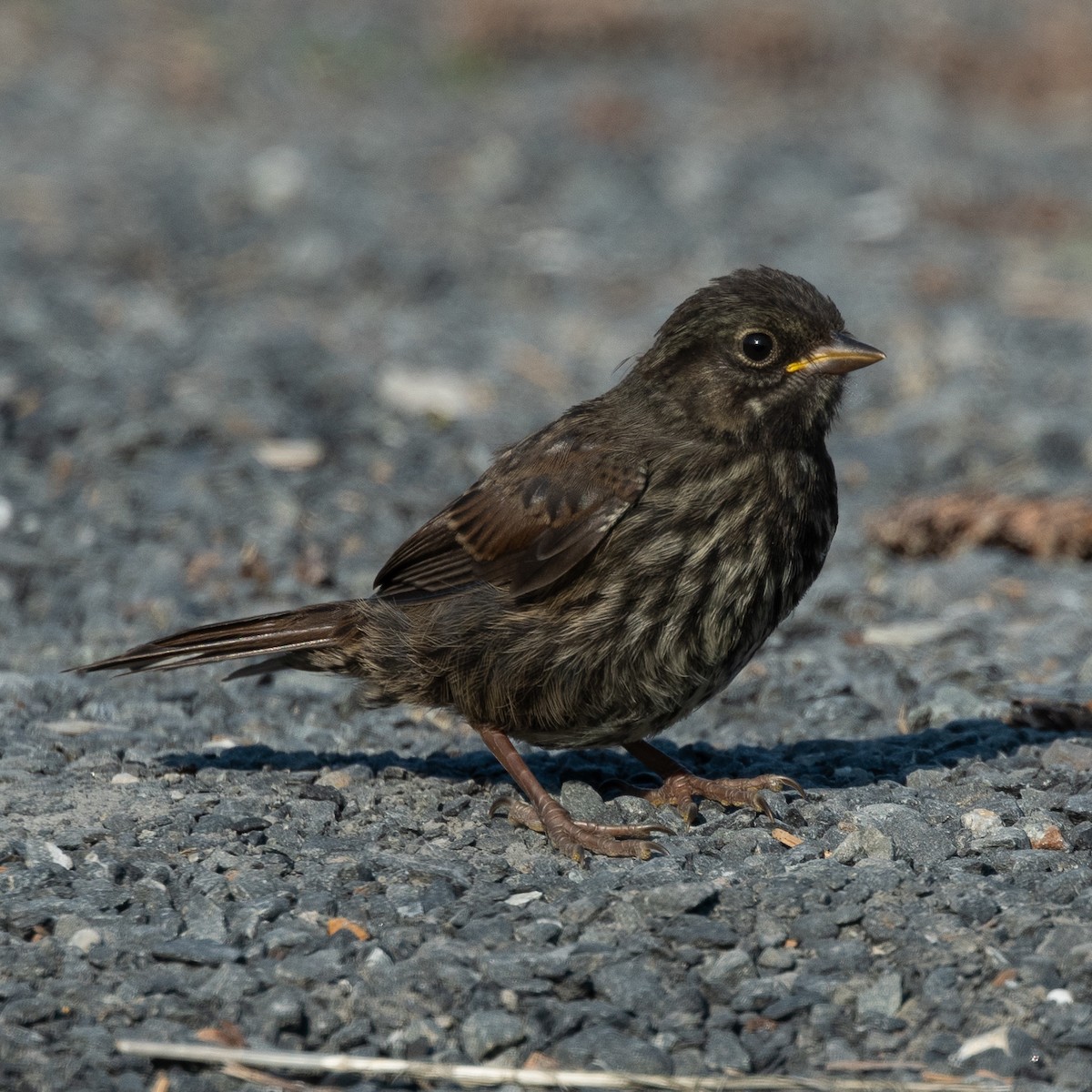 Fox Sparrow (Sooty) - ML602189791