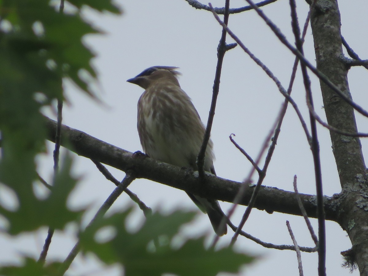 Cedar Waxwing - Deb Caron