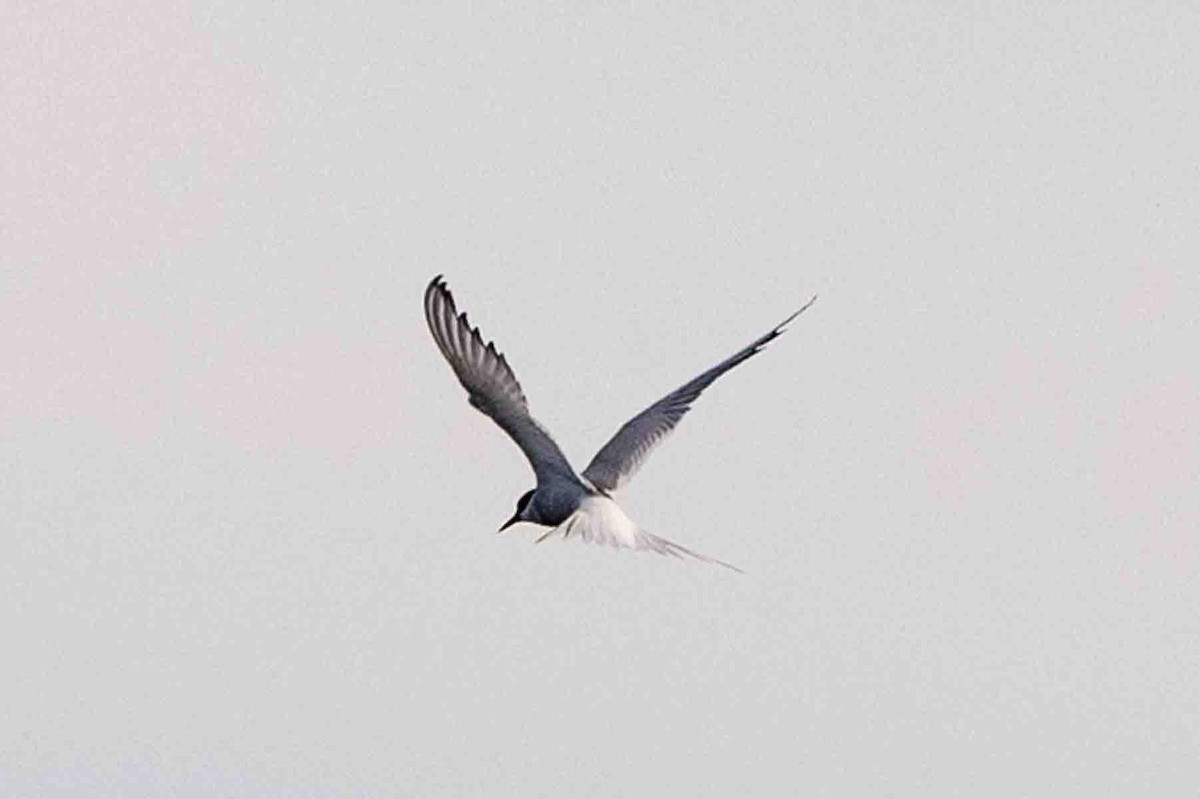 Arctic Tern - Ann Van Sant