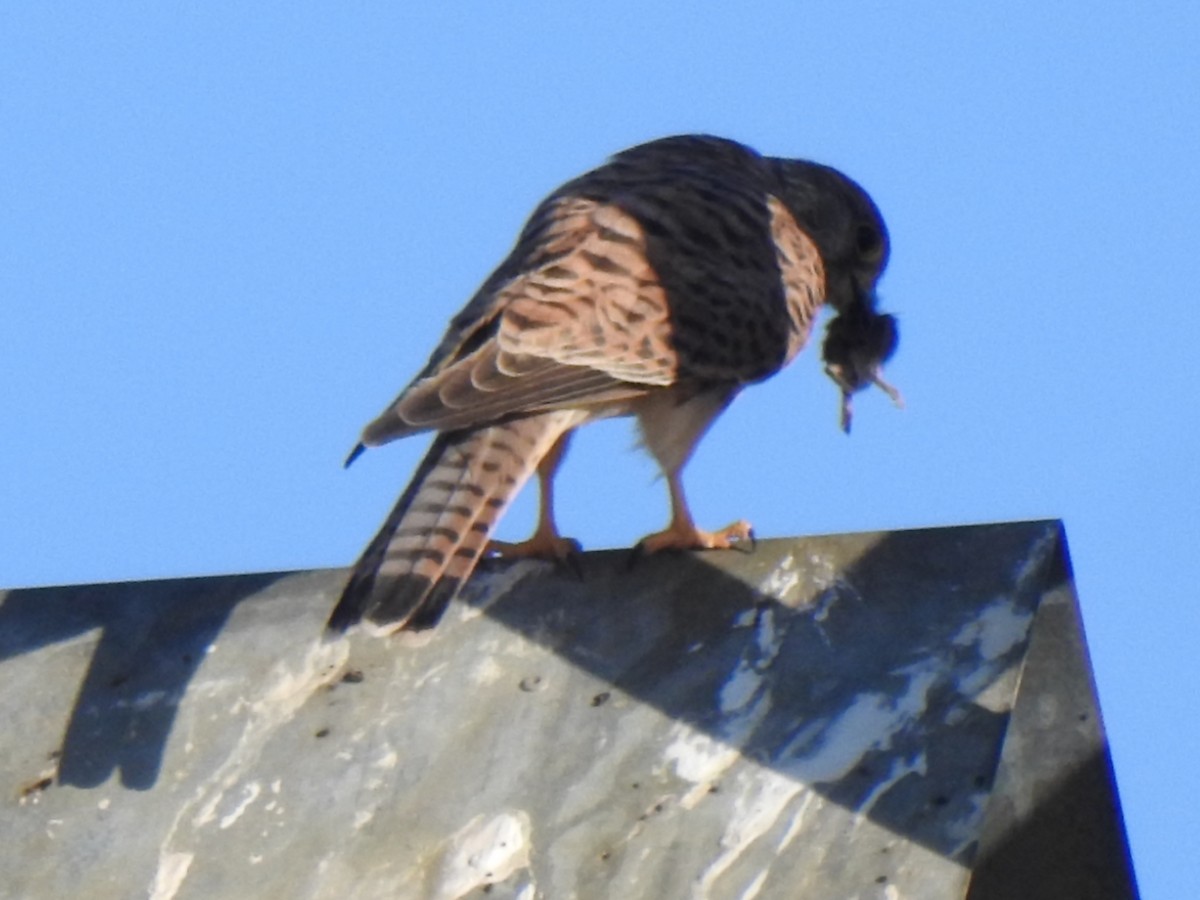 Eurasian Kestrel - ML602190871