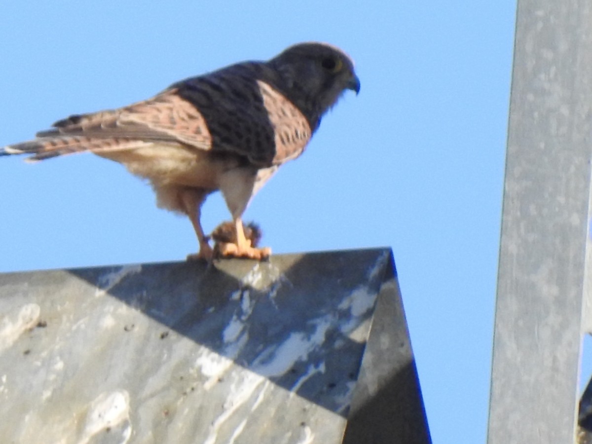 Eurasian Kestrel - ML602190881