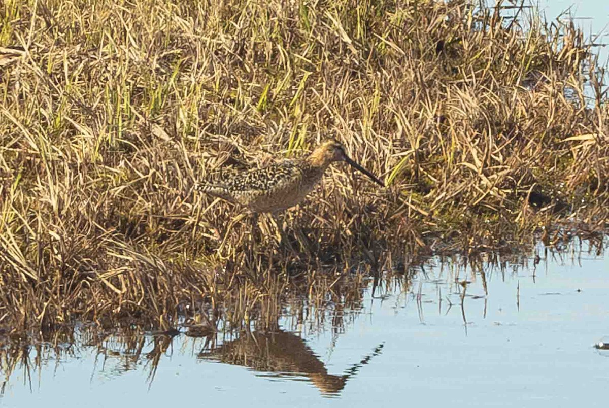 Long-billed Dowitcher - ML602191261