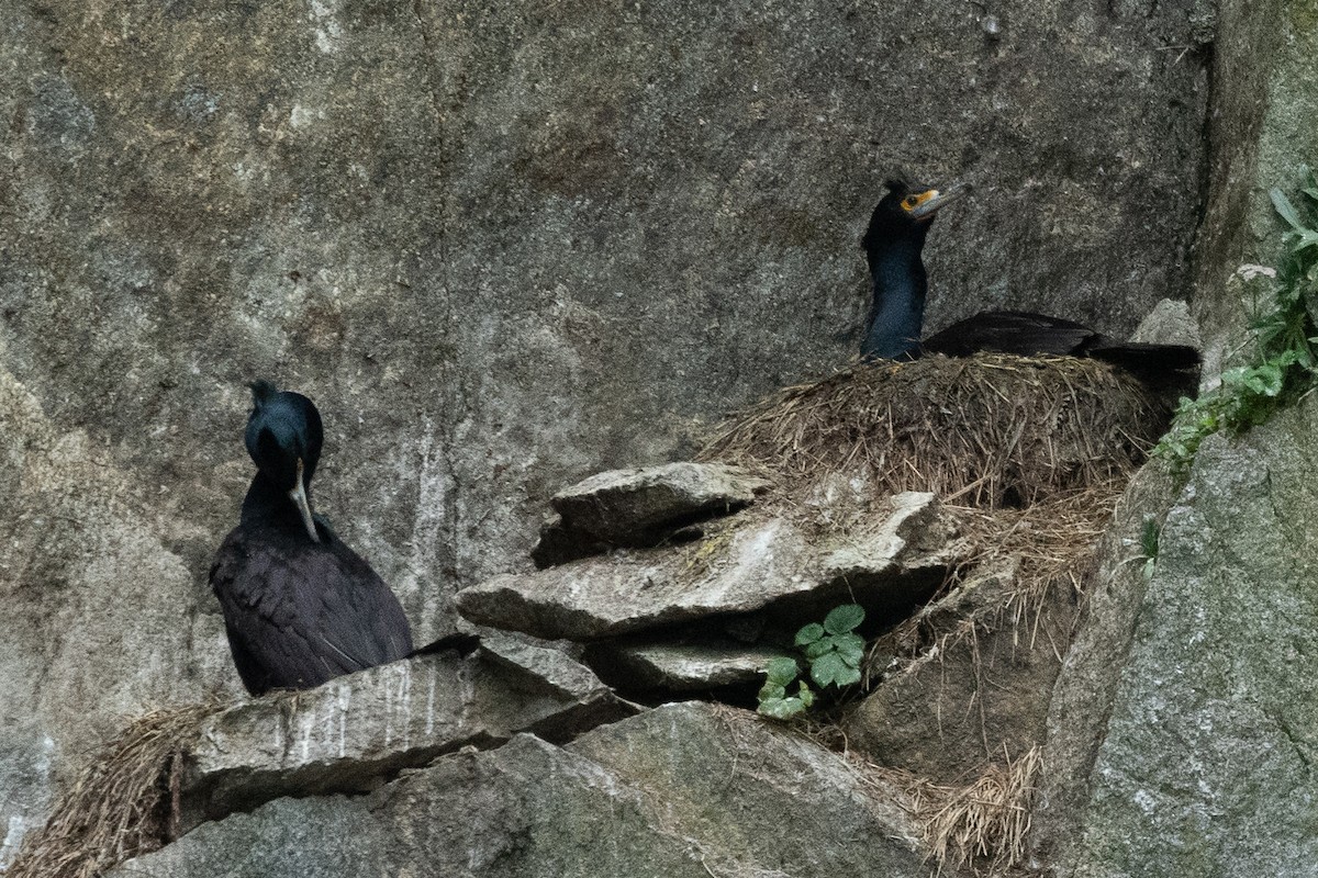 Red-faced Cormorant - ML602191281