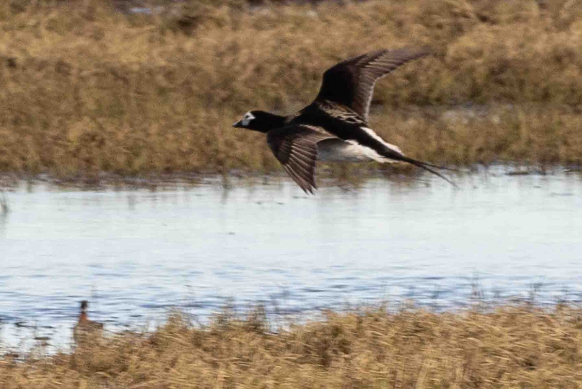 Long-tailed Duck - ML602191361