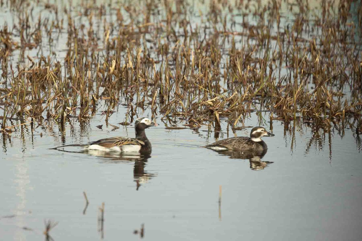 Long-tailed Duck - ML602191371