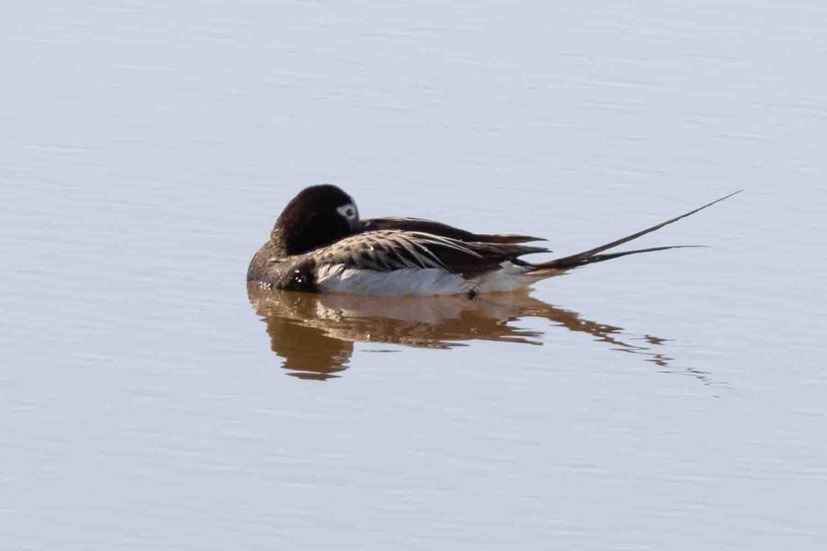 Long-tailed Duck - ML602191381