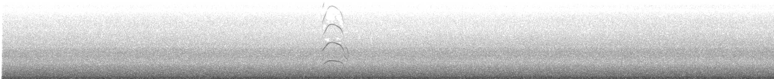 Huîtrier d'Amérique - ML602191751