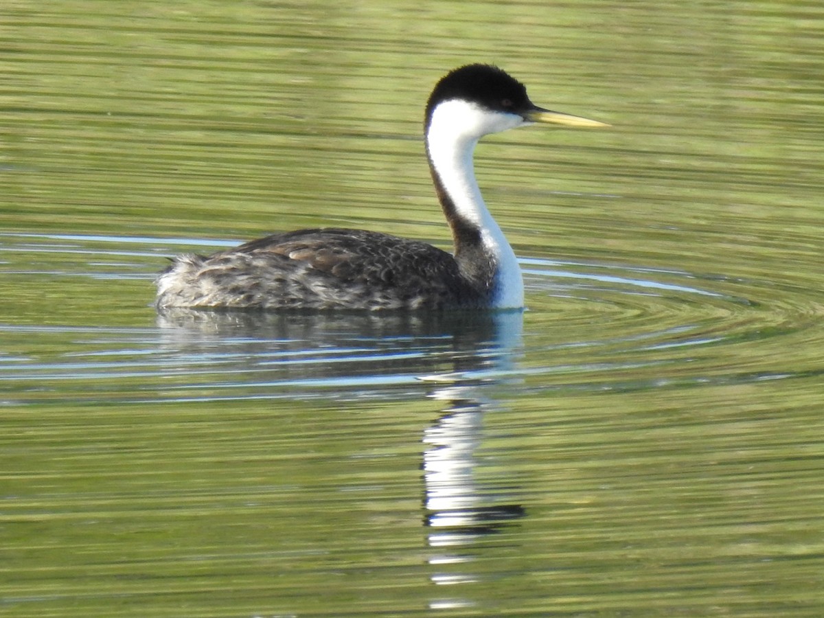 Western Grebe - Roger Massey