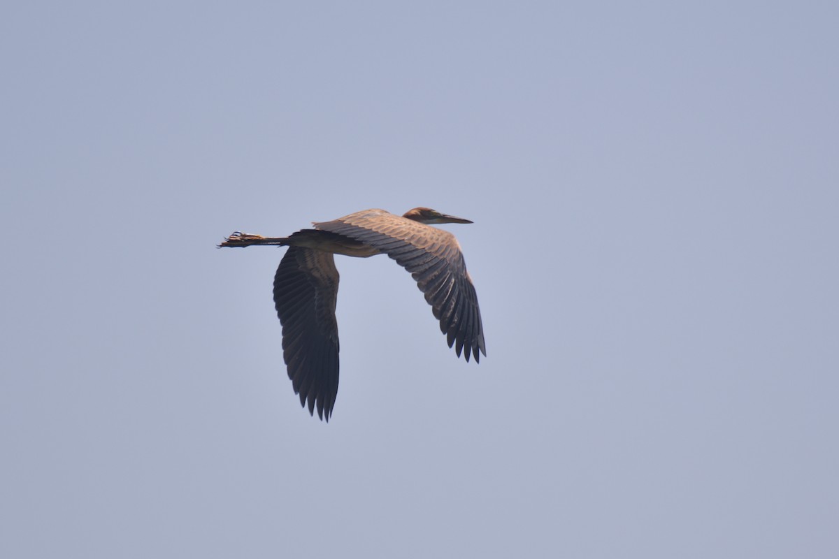 Purple Heron - ML602193531