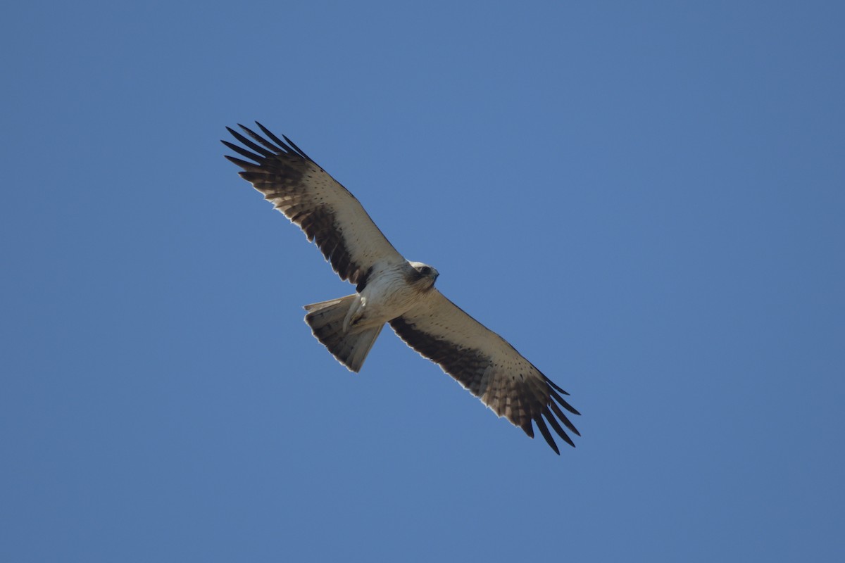 Booted Eagle - ML602193601