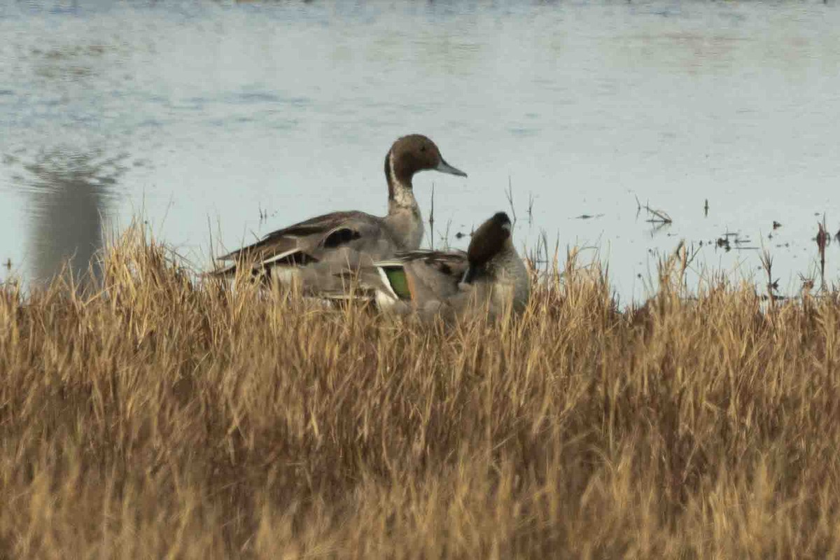 Northern Pintail - ML602195501