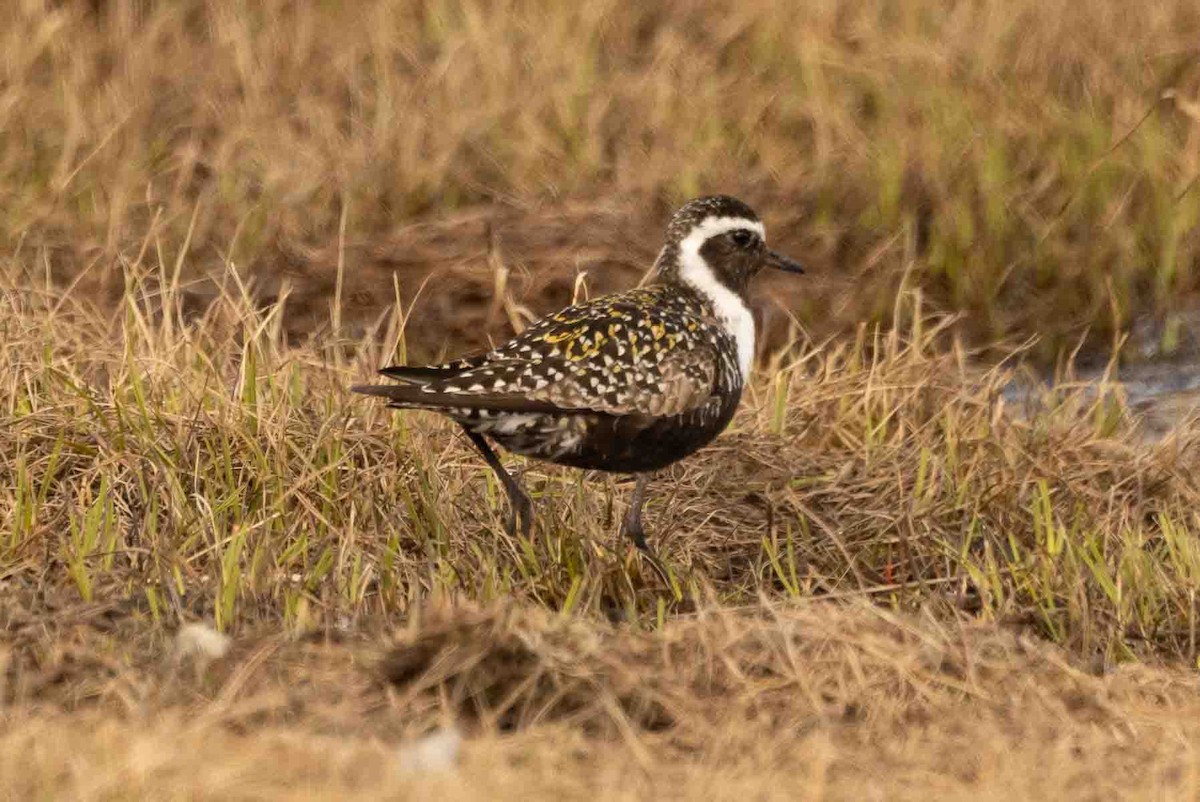 American Golden-Plover - ML602195861