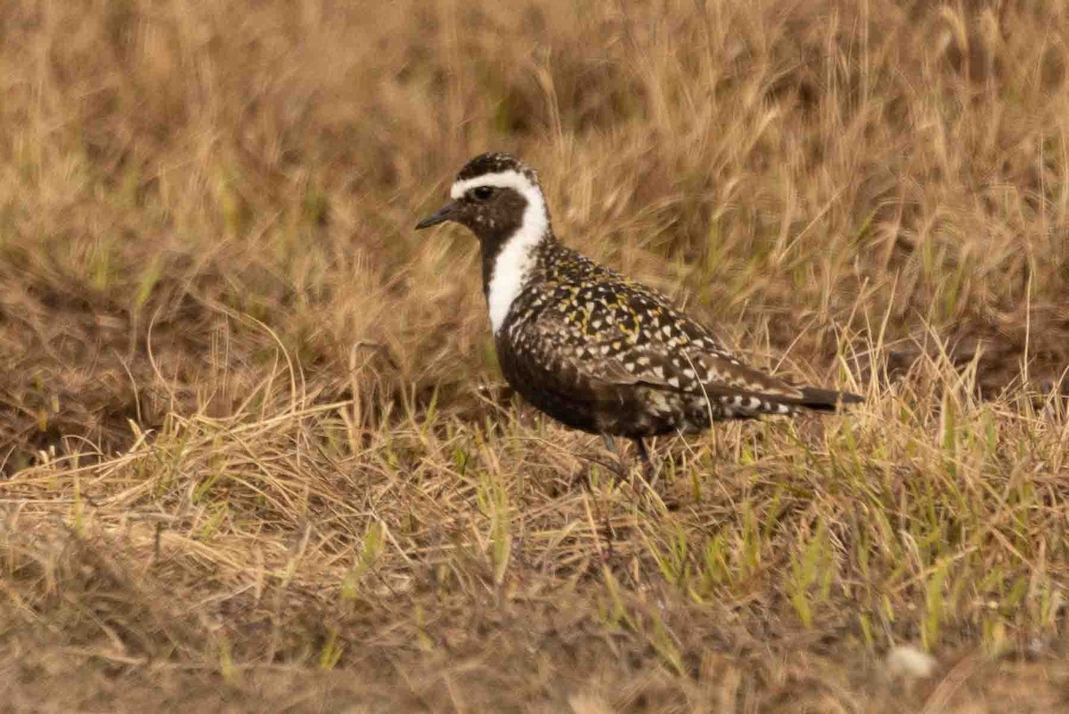 American Golden-Plover - ML602195871