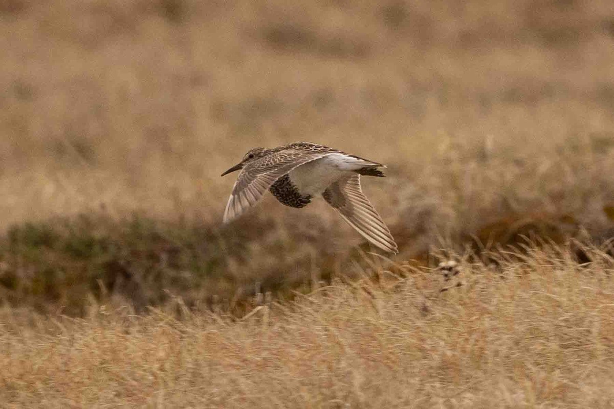 Pectoral Sandpiper - ML602196151