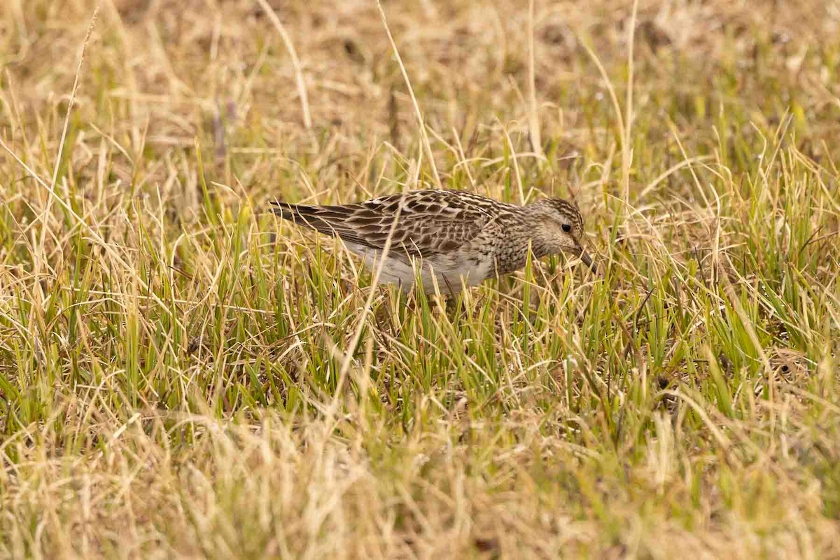 Pectoral Sandpiper - ML602196171