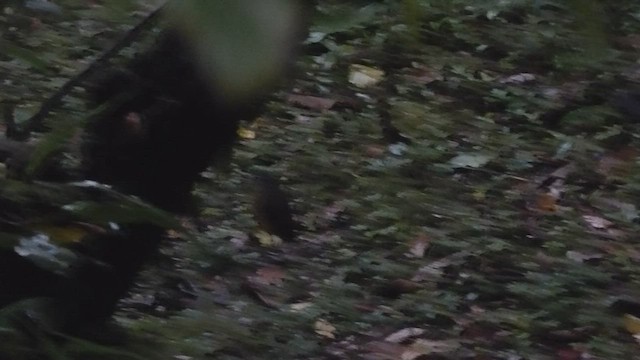 Scaled Antpitta - ML602196321