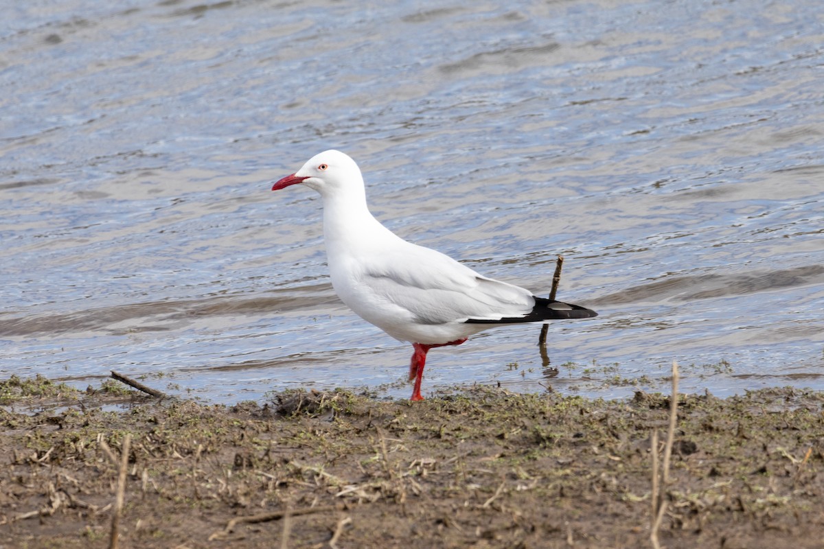 Silver Gull (Silver) - ML602196441