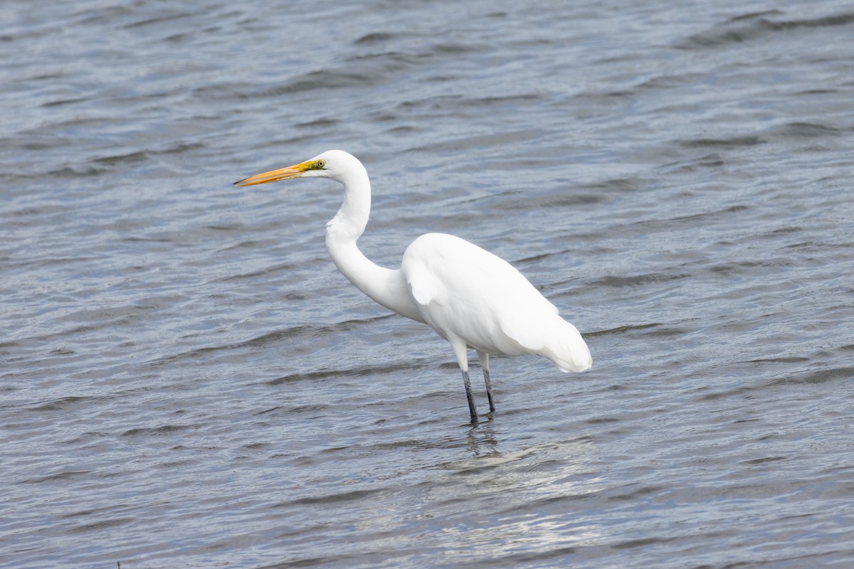 Great Egret (modesta) - ML602196481